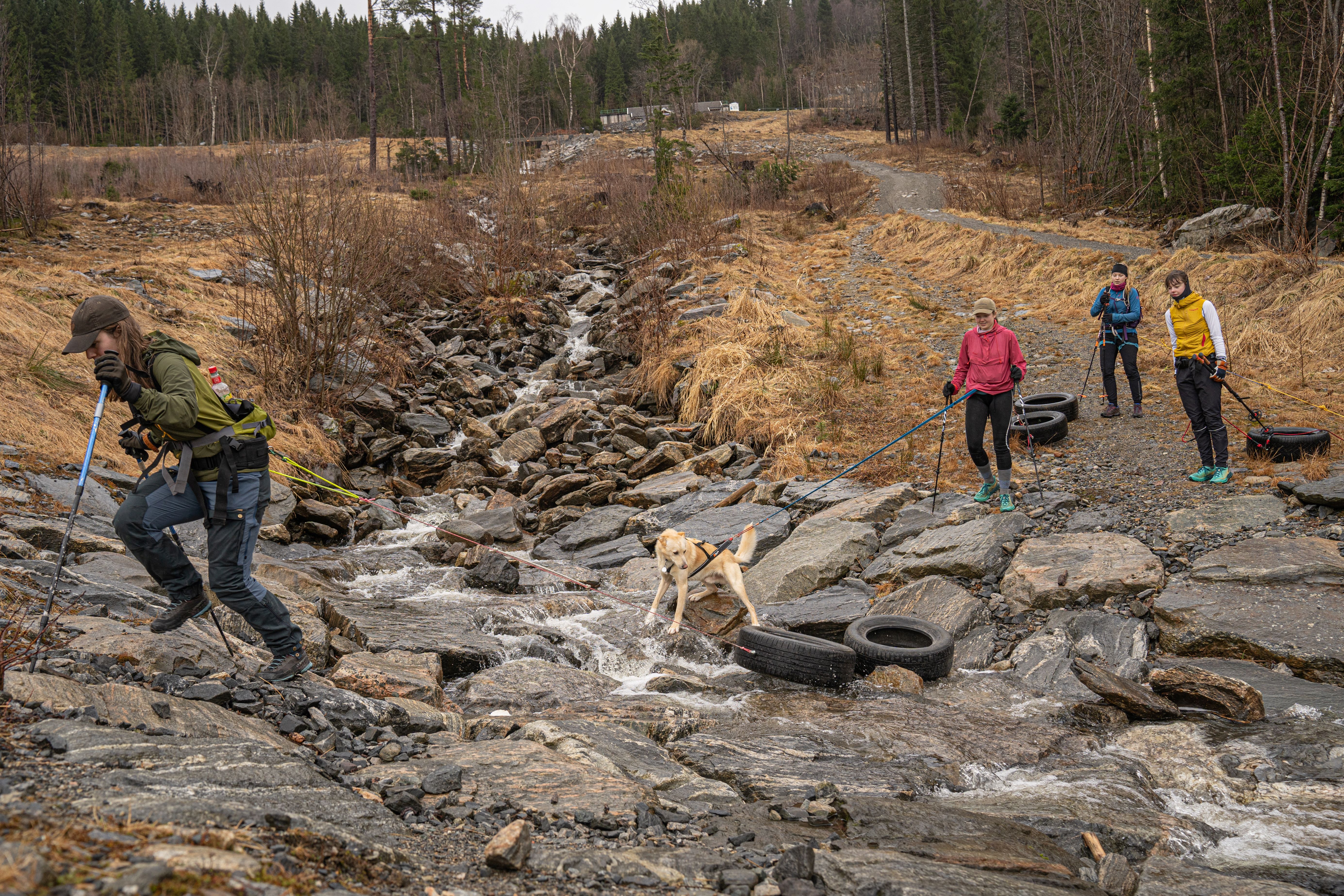 Barmarkstrening med dekk og hund